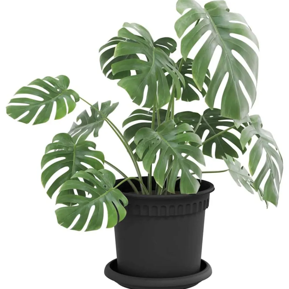 Ronde Bloemenschalen 6 pcs Ø 15,5 x 2 cm Kunststof>vidaXL Online